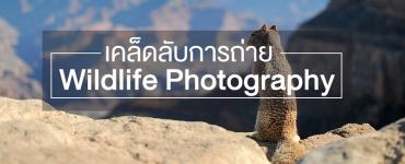 เคล็ดลับการถ่าย Wildlife Photography